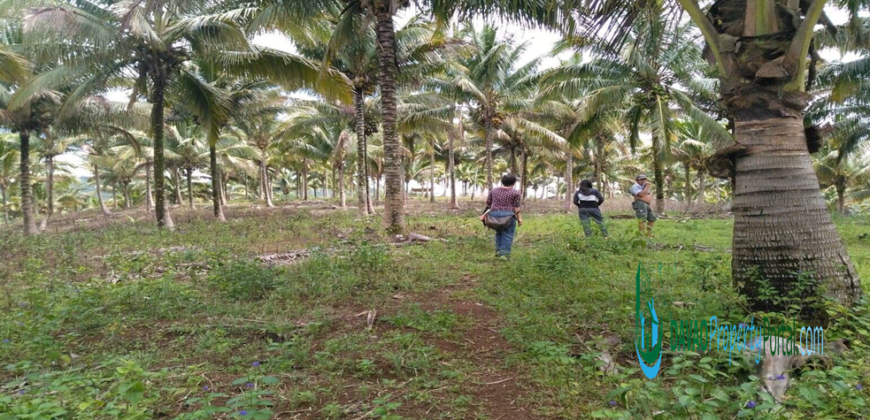 Digos Agricultural Land