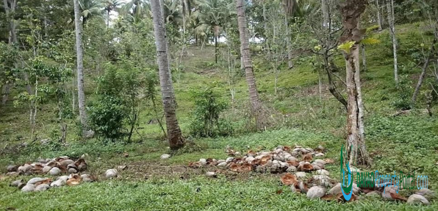 Digos Agricultural Land